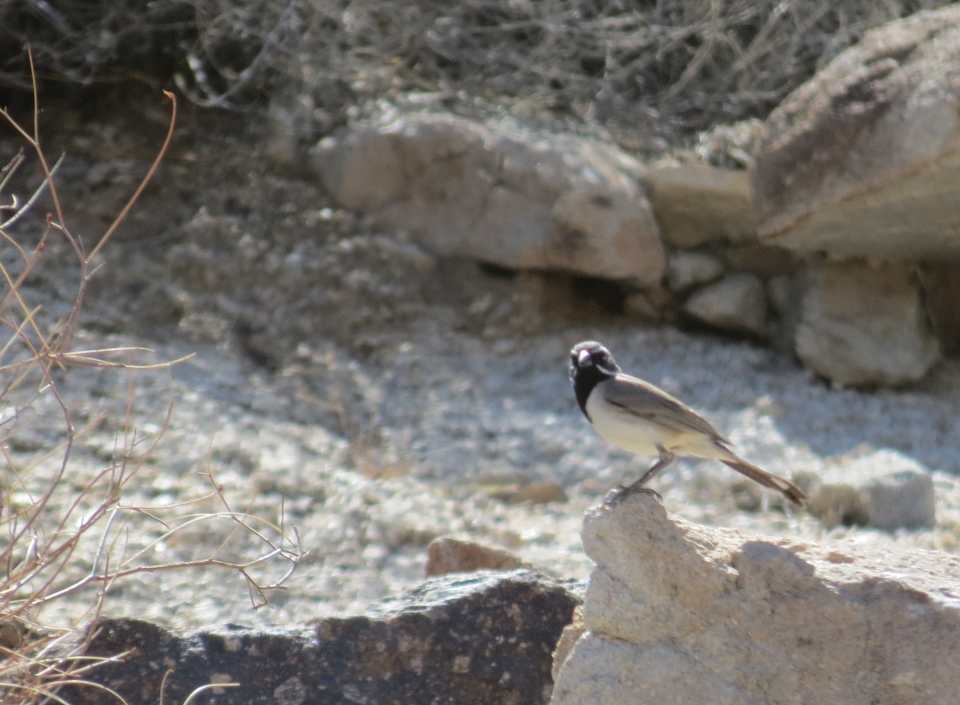 Black-throated Sparrow